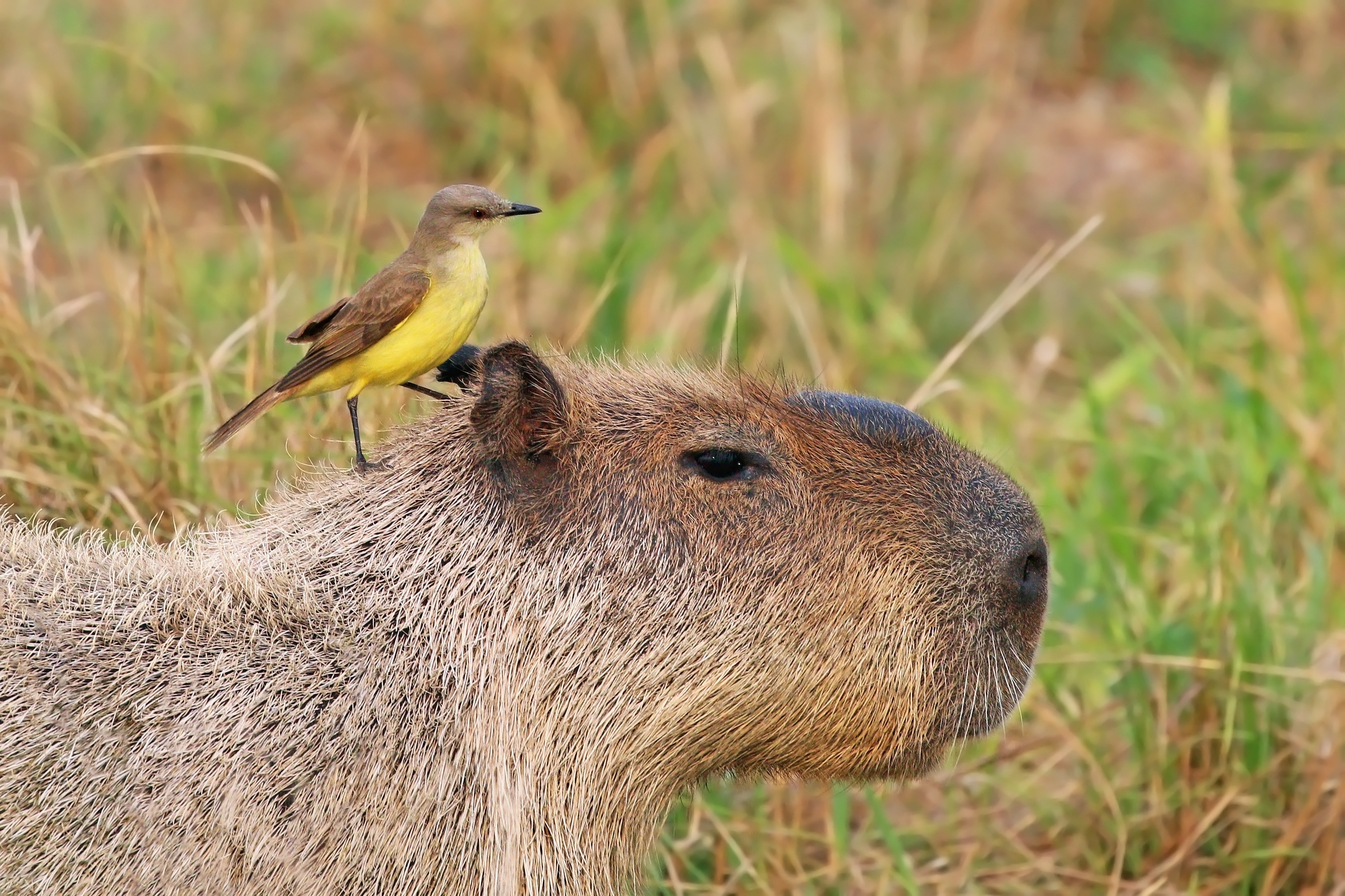 Capybara